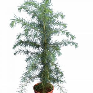 Кедр деодара - Cedrus deodara Eisregen (висота H 80-120 см, горщик 10л)