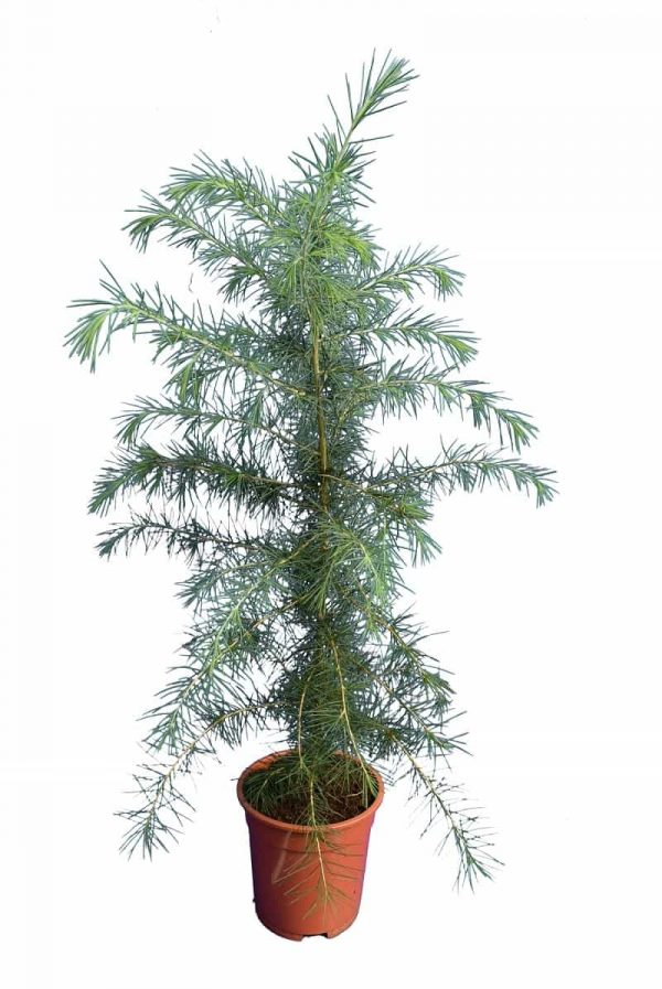 Кедр деодара - Cedrus deodara Eisregen (висота H 80-120 см, горщик 10л)