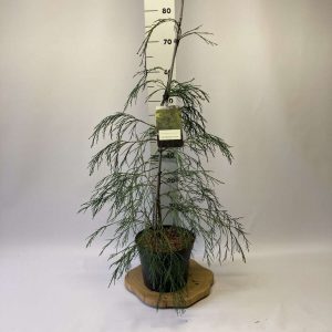 Кипарисовик Лавсона – Chamaecyparis lawsoniana Drooping Solo (висота H 40-60 см, горщик 5л)