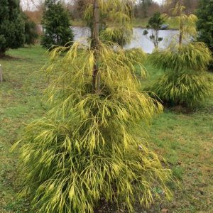 Кипарисовик Лавсона – Chamaecyparis lawsoniana Filips Golden Sprinklers (висота H 100-140 см, горщик 10л)