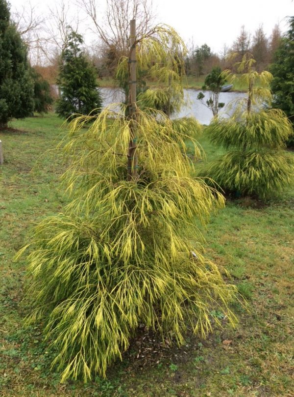 Кипарисовик Лавсона – Chamaecyparis lawsoniana Filips Golden Sprinklers (висота H 100-140 см, горщик 10л)