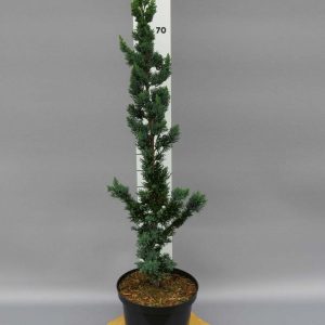 Кипарисовик Лавсона – Chamaecyparis lawsoniana Wissels Saguaro (висота H 40-60 см, горщик 4л)