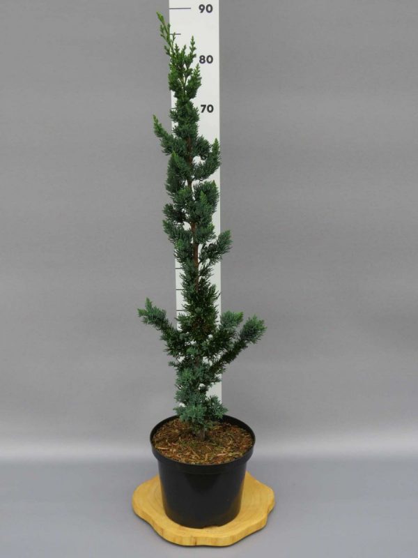 Кипарисовик Лавсона – Chamaecyparis lawsoniana Wissels Saguaro (висота H 40-60 см, горщик 4л)