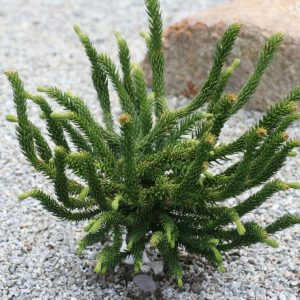 Криптомерія японська - Cryptomeria japonica Dinger (діаметр D 30-40 см, горщик 5л)