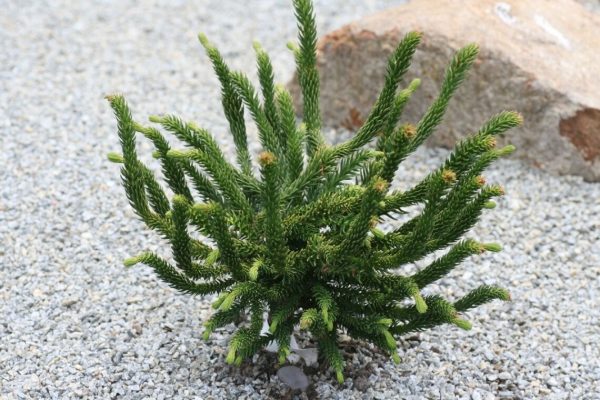 Криптомерія японська - Cryptomeria japonica Dinger (діаметр D 30-40 см, горщик 5л)