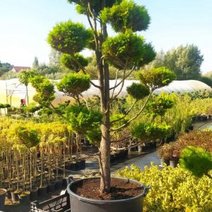 Ялівець звичайний - Juniperus communis Plumosa Aurea Pa (Нівакі) (висота 200-220 см, горщик 120л)