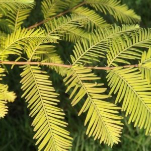 Метасеквоя китайська - Metasequoia glyptostroboides All Bronze (висота H 60-80 см, горщик 7.5л)