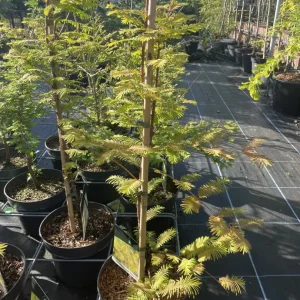 Метасеквоя китайська - Metasequoia glyptostroboides Amber (висота H 60-80 см, горщик 7.5л)