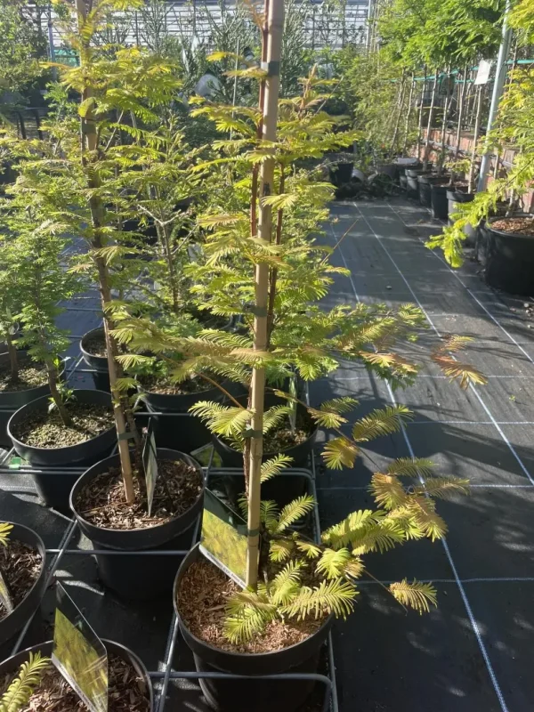 Метасеквоя китайська - Metasequoia glyptostroboides Amber (висота H 60-80 см, горщик 7.5л)