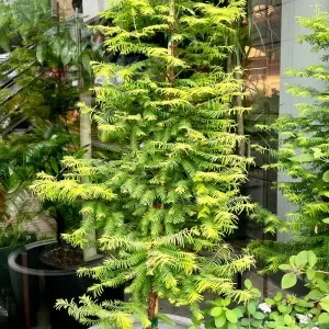 Метасеквоя китайська - Metasequoia glyptostroboides Amber (висота H 120-160 см, горщик 15л)