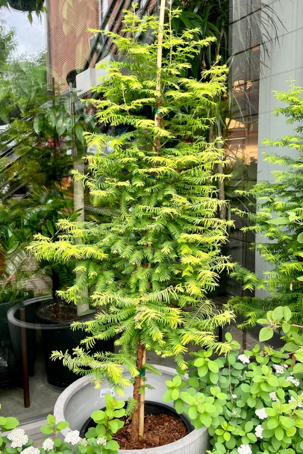 Метасеквоя китайська - Metasequoia glyptostroboides Amber (висота H 120-160 см, горщик 15л)