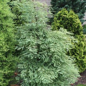 Метасеквоя китайська - Metasequoia glyptostroboides Blue-ish (висота H 60-80 см, горщик 7.5л)