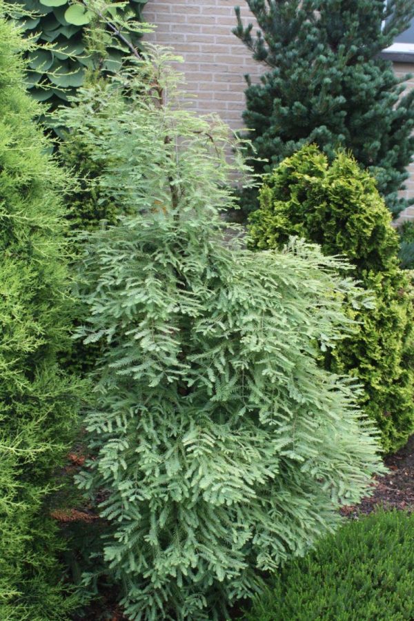 Метасеквоя китайська - Metasequoia glyptostroboides Blue-ish (висота H 60-80 см, горщик 7.5л)