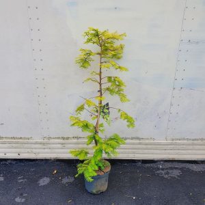 Метасеквоя китайська - Metasequoia glyptostroboides Goldrush (висота H 60-80 см, горщик 7.5л)