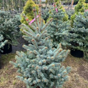 Ялина колюча - Picea pungens Super Blue Seedling (SBS) (висота H 60-70 см, ком землі)