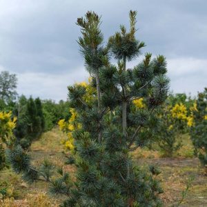 Сосна дрібноквіткова - Pinus parviflora Blauer Engel (висота H 120-140 см, горщик 15л)