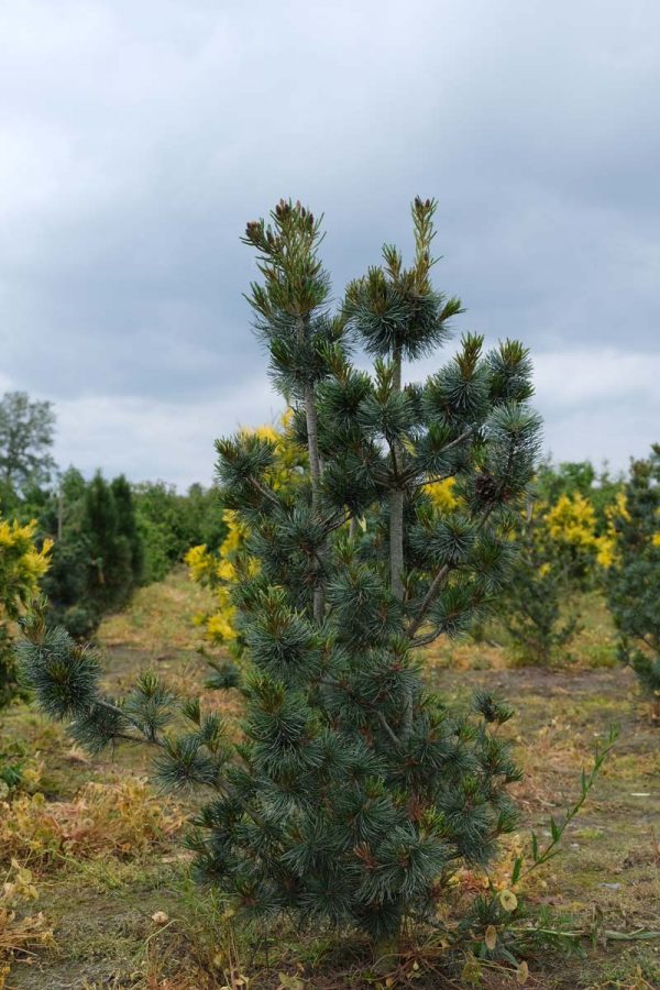 Сосна дрібноквіткова - Pinus parviflora Blauer Engel (висота H 120-140 см, горщик 15л)