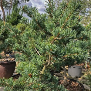 Сосна дрібноквіткова - Pinus parviflora Frankenhof (висота H 40-60 см, горщик 15л)