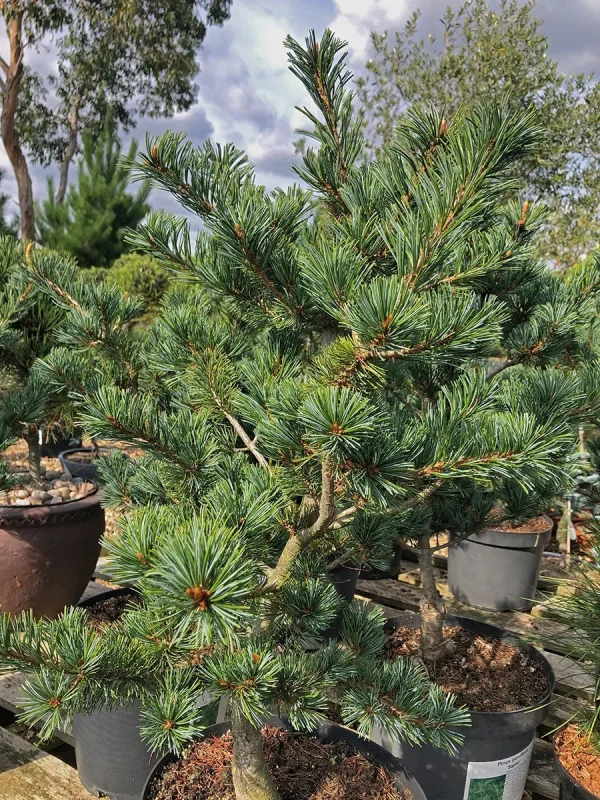 Сосна дрібноквіткова - Pinus parviflora Frankenhof (висота H 40-60 см, горщик 15л)