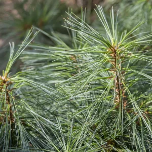 Сосна червона китайська - Pinus resinosa Pillnitz (висота H 80-120 см, горщик 15л)