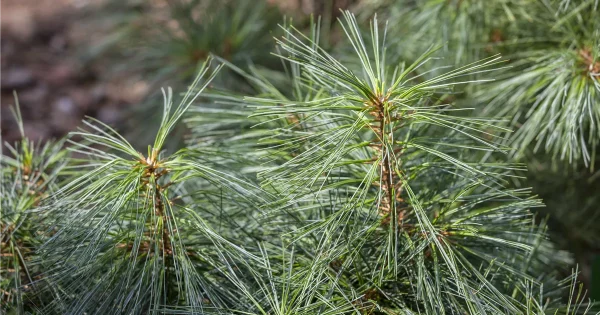 Сосна червона китайська - Pinus resinosa Pillnitz (висота H 80-120 см, горщик 15л)