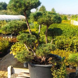 Сосна звичайна - Pinus sylvestris Watereri (Нівакі) (кульки) (висота 120-150 см, горщик 160л)