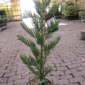 Секвоядендрон гігантський - Sequoiadendron giganteum Greenpeace (висота H 40-60 см, горщик 5л)