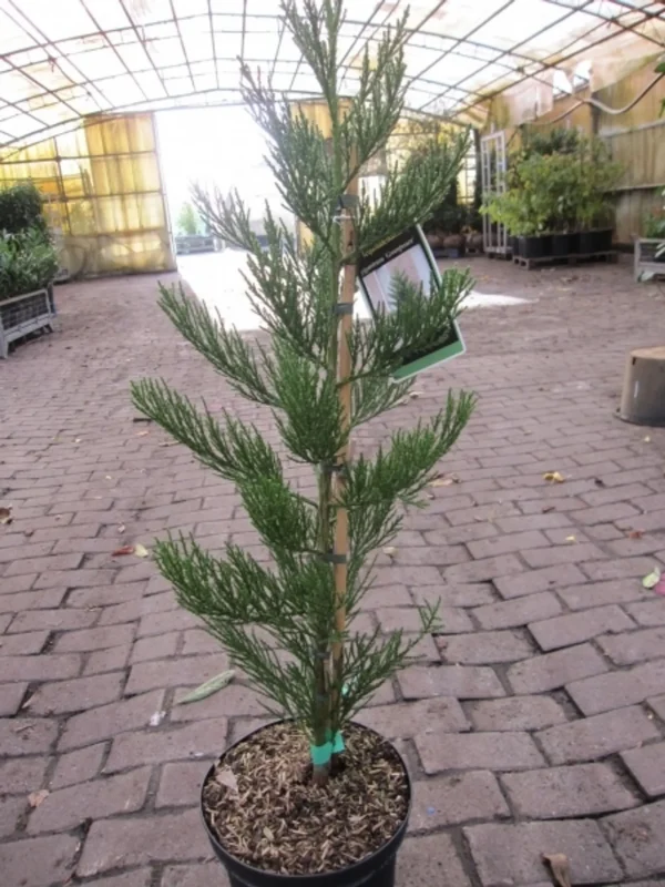 Секвоядендрон гігантський - Sequoiadendron giganteum Greenpeace (висота H 40-60 см, горщик 5л)