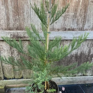 Секвоядендрон гігантський - Sequoiadendron giganteum Powdered Blue (висота H 40-60 см, горщик 5л)