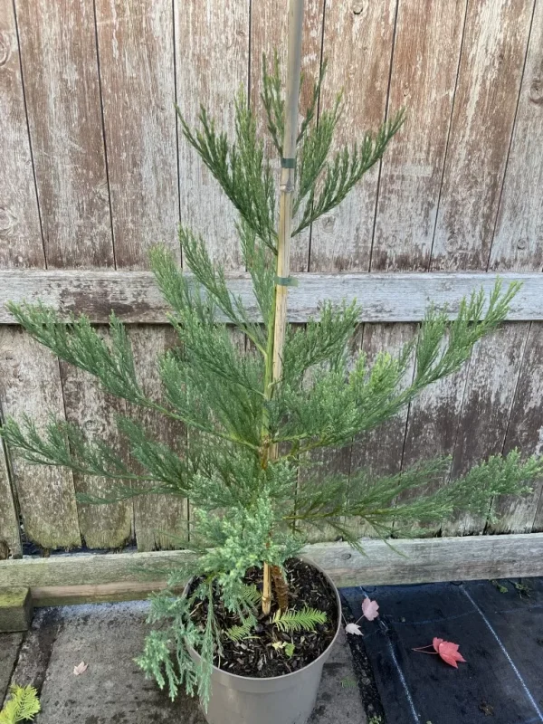 Секвоядендрон гігантський - Sequoiadendron giganteum Powdered Blue (висота H 40-60 см, горщик 5л)