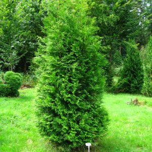 Туя західна - Thuja occidentalis Brabant (висота H 140-160 см, ком землі)