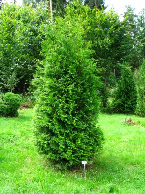 Туя західна - Thuja occidentalis Brabant (висота H 140-160 см, ком землі)