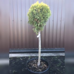 Туя західна - Thuja occidentalis Golden Smaragd (Куля) (висота H 80-120 см, горщик 20л)