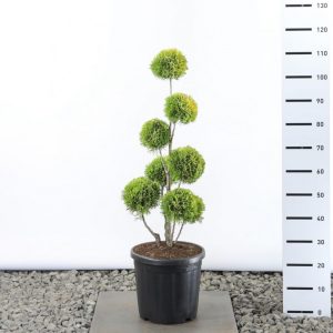 Туя західна - Thuja occidentalis Golden Smaragd (Бонзай) (висота H 150-180 см, горщик 20л)