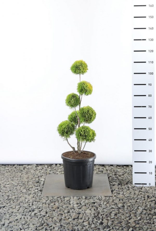 Туя західна - Thuja occidentalis Golden Smaragd (Бонзай) (висота H 150-180 см, горщик 20л)