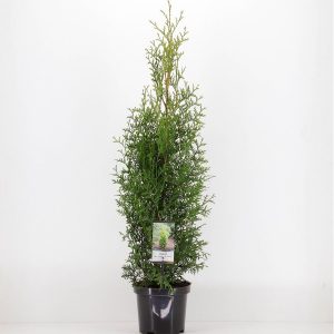 Туя західна - Thuja occidentalis King of Brabant (висота H 30-40 см, горщик 3л)