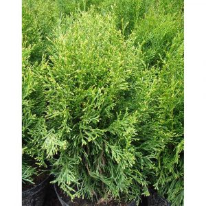 Туя західна - Thuja occidentalis Smaragd Witbont (висота H 20-30 см, горщик 3л)