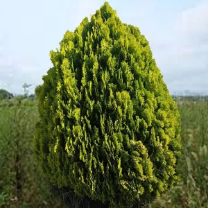 Туя східна - Thuja orientalis Aurea Nana (висота H 60-70 см, ком землі)