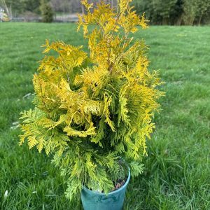 Туя складчаста - Thuja plicata Irich Gold (висота H 30-40 см, горщик 3л)