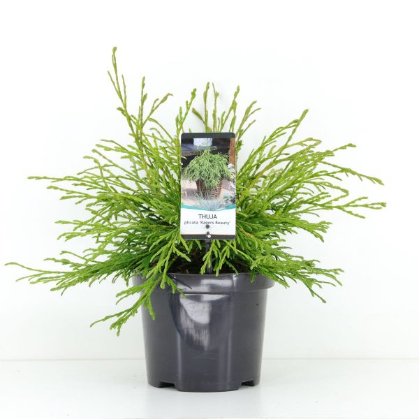 Туя складчаста - Thuja plicata Kagers Beauty (висота H 30-40 см, горщик 3л)