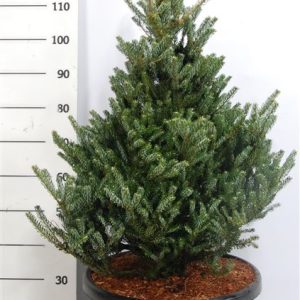 Ялиця корейська – Abies koreana Silberlocke (висота H 100-120 см, горщик 30л)