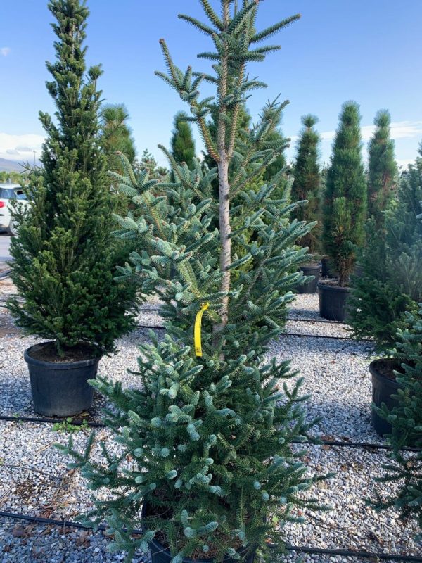 Ялиця високоросла - Abies procera Glauca (висота H 120-150 см, горщик 25/40л)