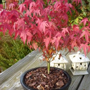 Клен японський - Acer palmatum Atropurpureum (висота H 40-60 см, горщик 5л)