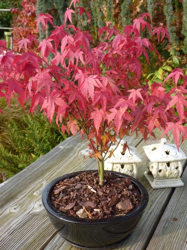 Клен японський - Acer palmatum Atropurpureum (висота H 40-60 см, горщик 5л)