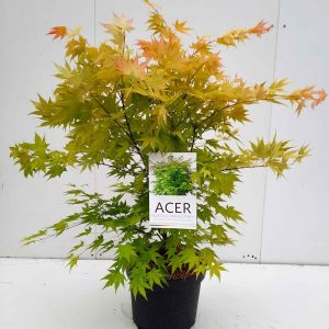 (Копія)Клен японський - Acer palmatum Orange Dreams (висота H 40-60 см, горщик 5л)