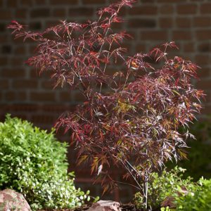 Клен японський – Acer palmatum Royal Garnet (висота H 40-60 см, горщик 5л)