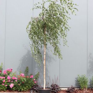 Береза плакуча - Betula pendula Youngii (висота H 140-180 см, горщик 20л)