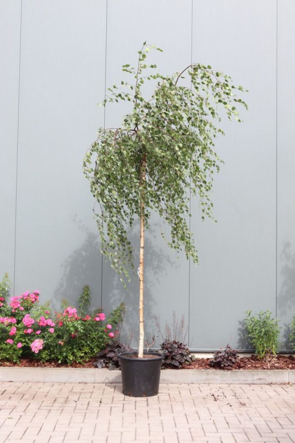 Береза плакуча - Betula pendula Youngii (висота H 140-180 см, горщик 20л)