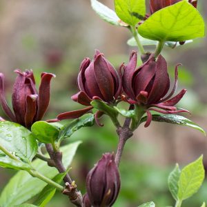 Калікант флорідус - Calycanthus floridus (висота H 100-150 см, горщик 7.5л)