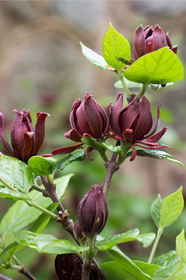 Калікант флорідус - Calycanthus floridus (висота H 100-150 см, горщик 7.5л)